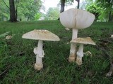 Amanita velatipes image