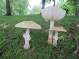 Amanita velatipes image