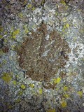 Melanelixia subargentifera image