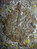 Melanelixia subargentifera image