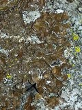 Melanelixia subargentifera image