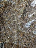 Melanelixia subargentifera image