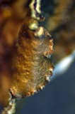 Melanelixia subargentifera image