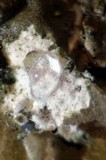 Melanelixia subargentifera image