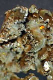 Melanelixia subargentifera image