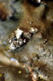 Melanelixia subargentifera image