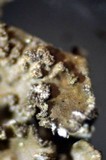 Melanelixia subargentifera image