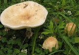 Amanita velatipes image
