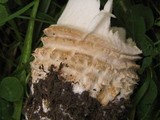 Amanita velatipes image