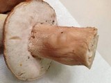 Boletus variipes image