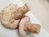 Boletus variipes image
