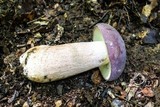 Tylopilus rubrobrunneus image