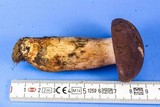 Tylopilus rubrobrunneus image
