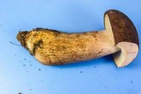 Tylopilus rubrobrunneus image