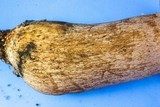 Tylopilus rubrobrunneus image