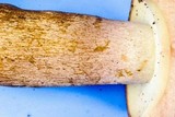 Tylopilus rubrobrunneus image