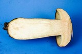 Tylopilus rubrobrunneus image