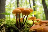 Xeromphalina cauticinalis image
