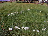 Agaricus arvensis image