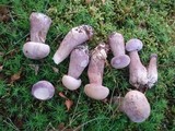 Tylopilus violatinctus image
