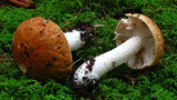 Stropharia hardii image
