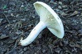 Lactarius piperatus image