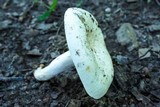 Lactarius piperatus image