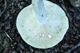 Lactarius piperatus image