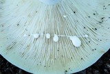 Lactarius piperatus image