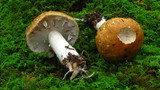 Stropharia hardii image