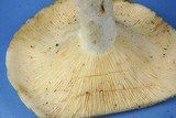 Lactarius piperatus image