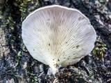 Lentinus strigosus image