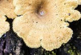 Lentinus strigosus image