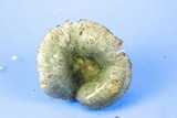 Russula parvovirescens image