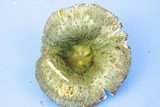 Russula parvovirescens image