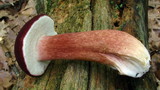 Xanthoconium purpureum image