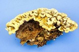 Thelephora vialis image