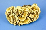 Thelephora vialis image