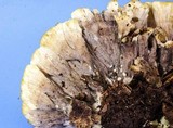Thelephora vialis image