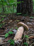 Boletus subcaerulescens image