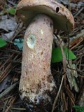 Boletus subcaerulescens image