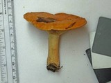 Lactarius psammicola f. glaber image