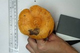 Lactarius psammicola image