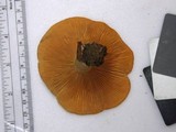 Lactarius psammicola f. glaber image