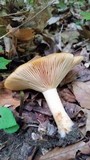 Lactarius psammicola image