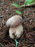 Boletus subcaerulescens image