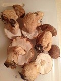 Boletus subcaerulescens image
