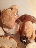 Boletus subcaerulescens image