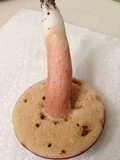 Xanthoconium purpureum image