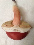 Xanthoconium purpureum image